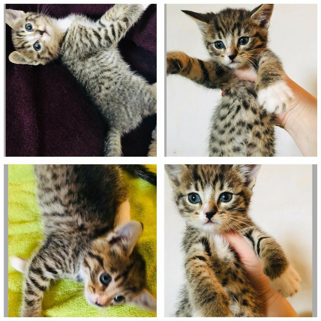 bengal cross kittens in Wembley, London Gumtree