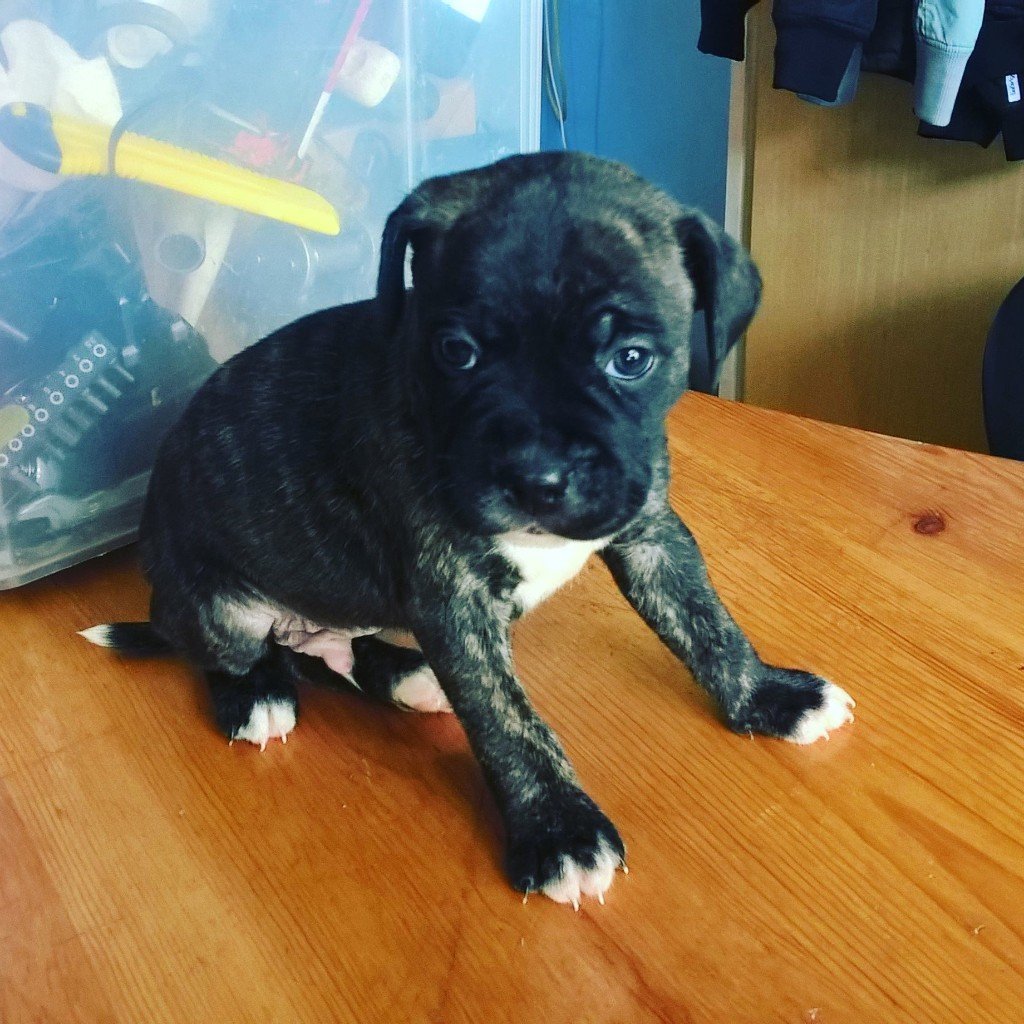 BULLBOXER PUPPIES (STAFFORDSHIRE/BOXER CROSS) in Portsmouth, Hampshire Gumtree