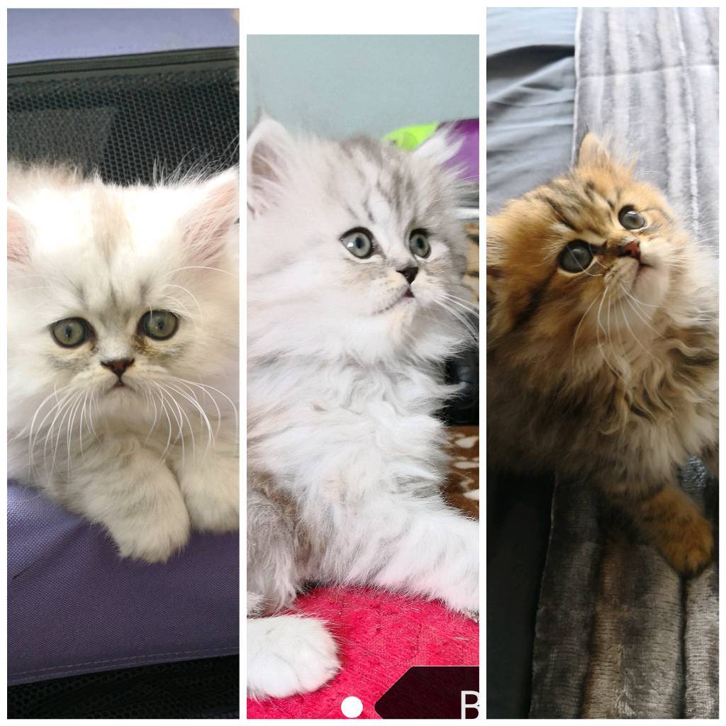 Pedigree Persian Chinchilla Kittens *Reduced* in Newcastle, Tyne and Wear Gumtree