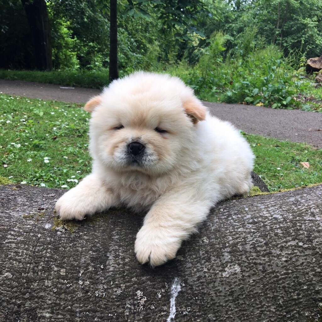 Cream Chow Chow in Ebbw Vale, Blaenau Gwent Gumtree