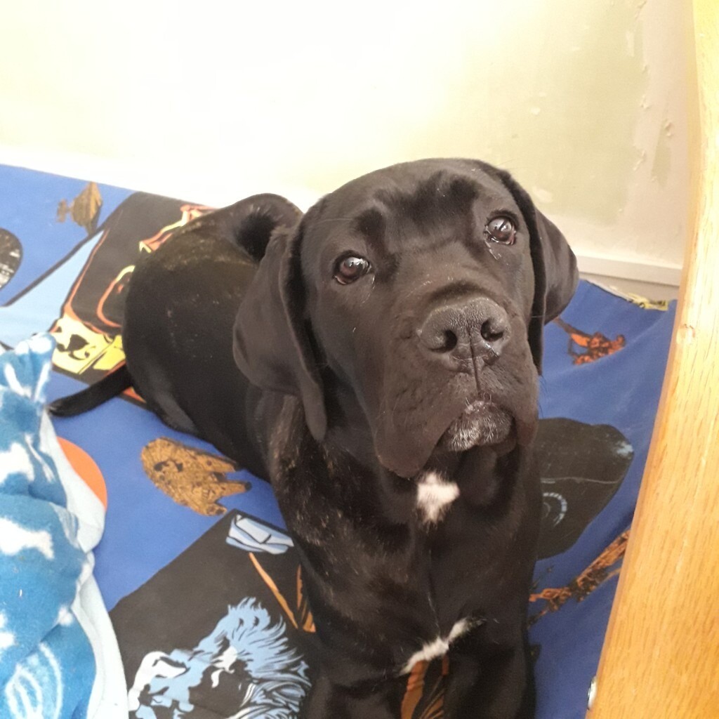 Cane Corso puppy in Sevenoaks, Kent Gumtree