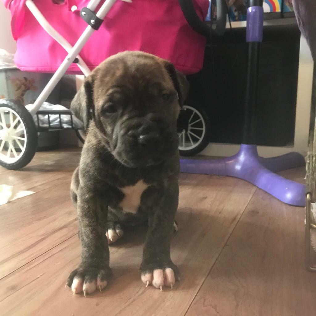 bullmastiff puppies for sale gumtree