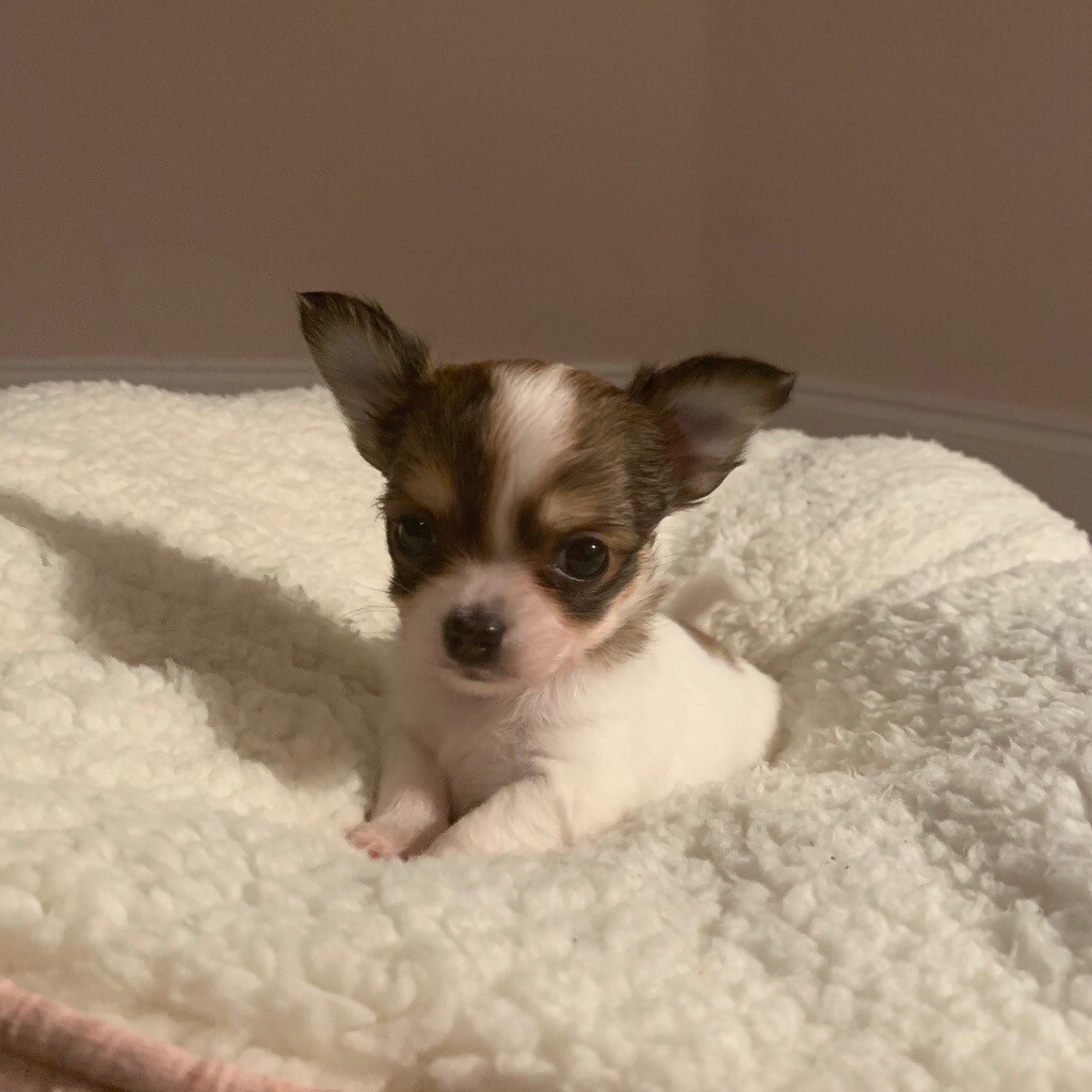 gumtree chihuahua dogs for sale