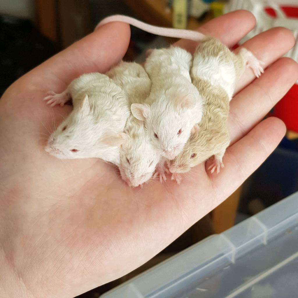 Baby mice for sale in Helensburgh, Argyll and Bute Gumtree
