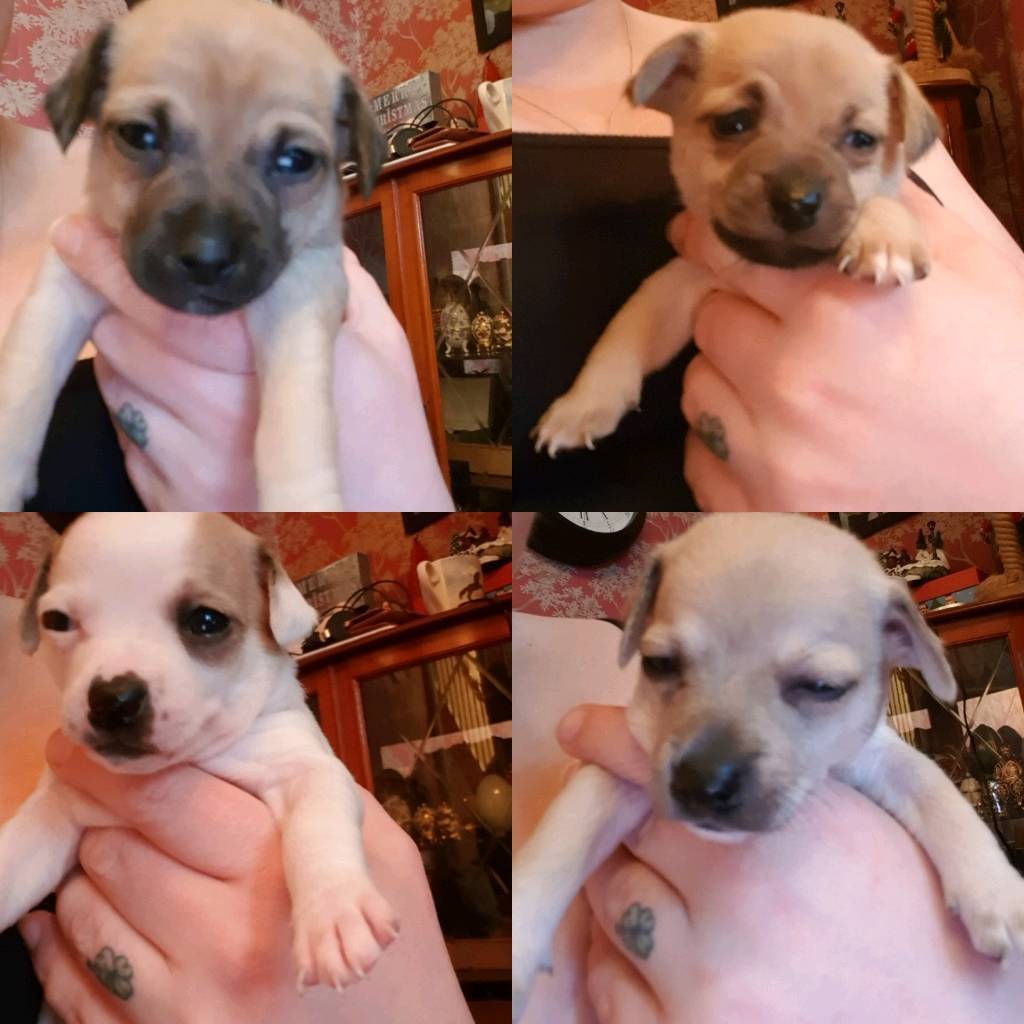 33+ Chihuahua Jack Russell Puppies Picture Bleumoonproductions