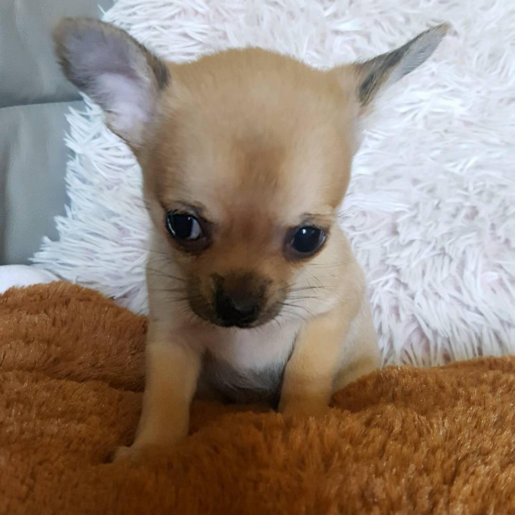 Pedigree Chihuahua pups for sale in Consett, County Durham Gumtree