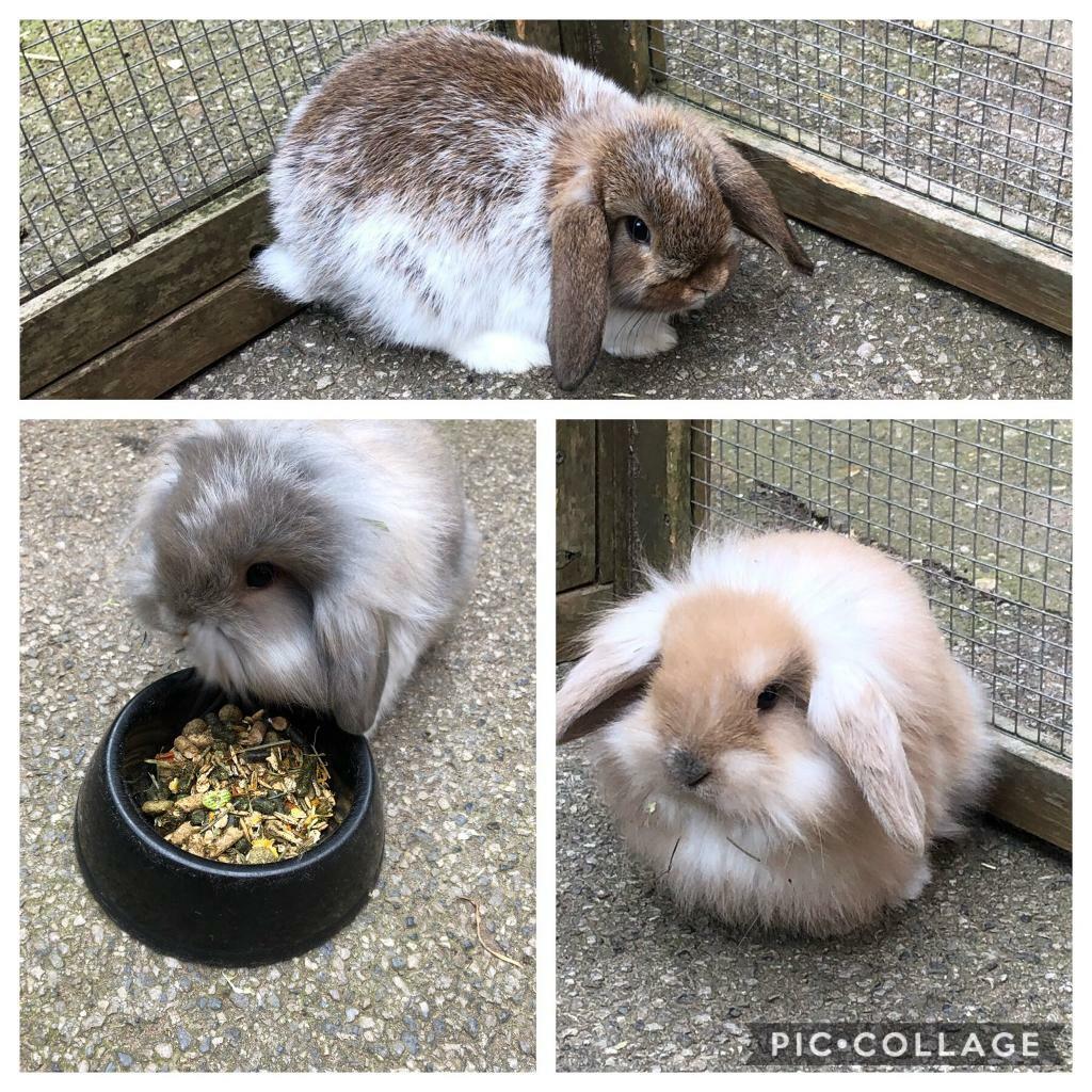 SOLD Stunning 8 weeks old rabbits in Sherwood, Nottinghamshire Gumtree
