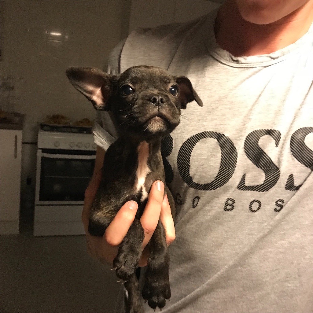 French bulldog x Staffordshire bull terrier in Derby, Derbyshire Gumtree