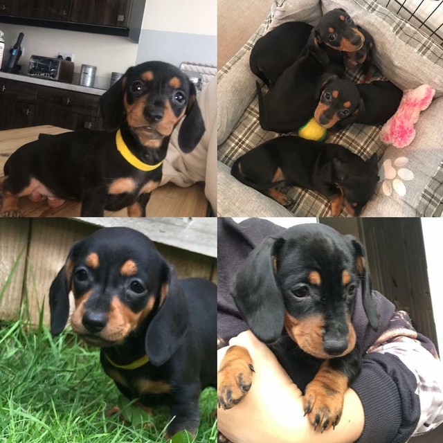 Dachshund Puppies For Sale In Stockton On Tees County Durham