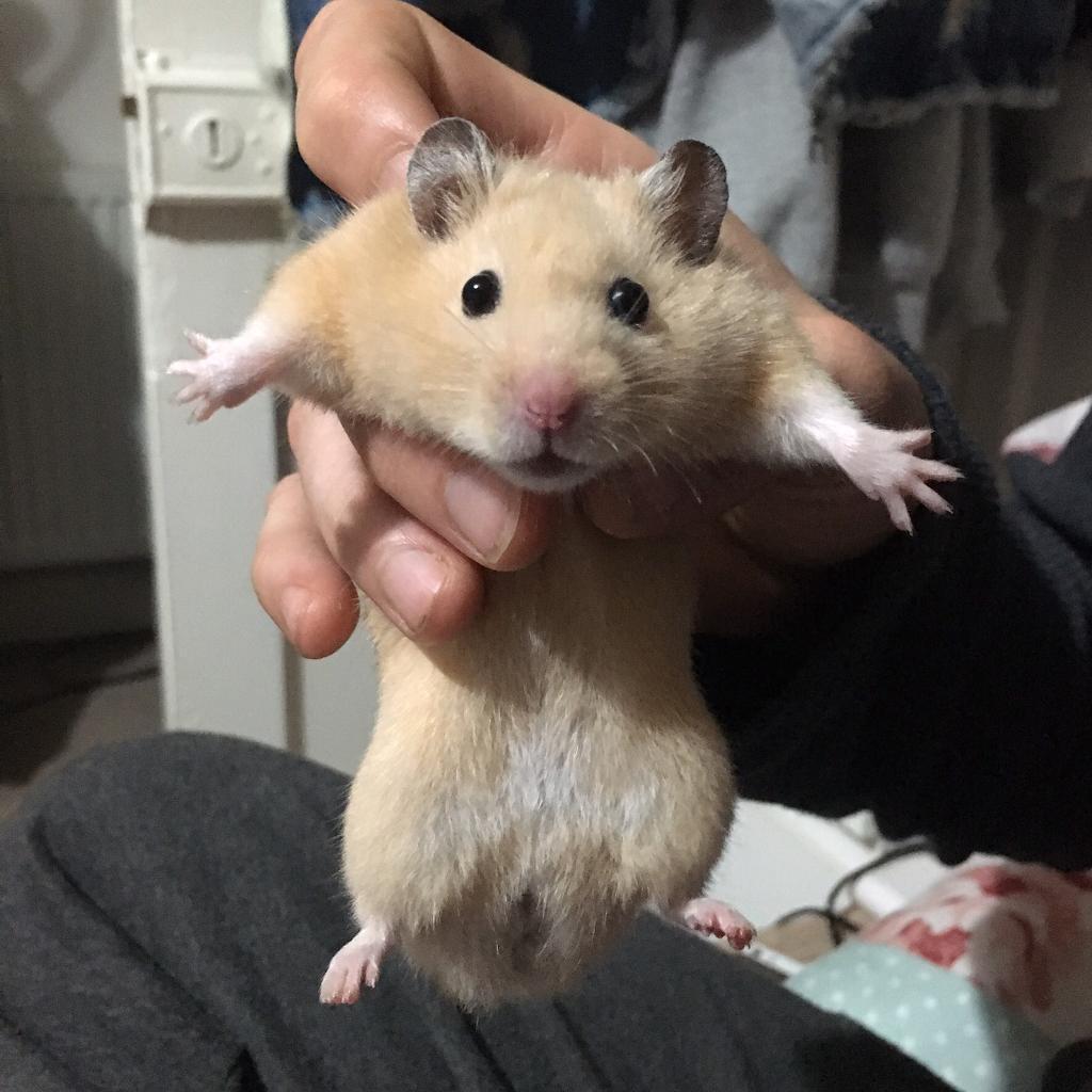 Male Syrian hamster with full setup in Saltash, Cornwall Gumtree