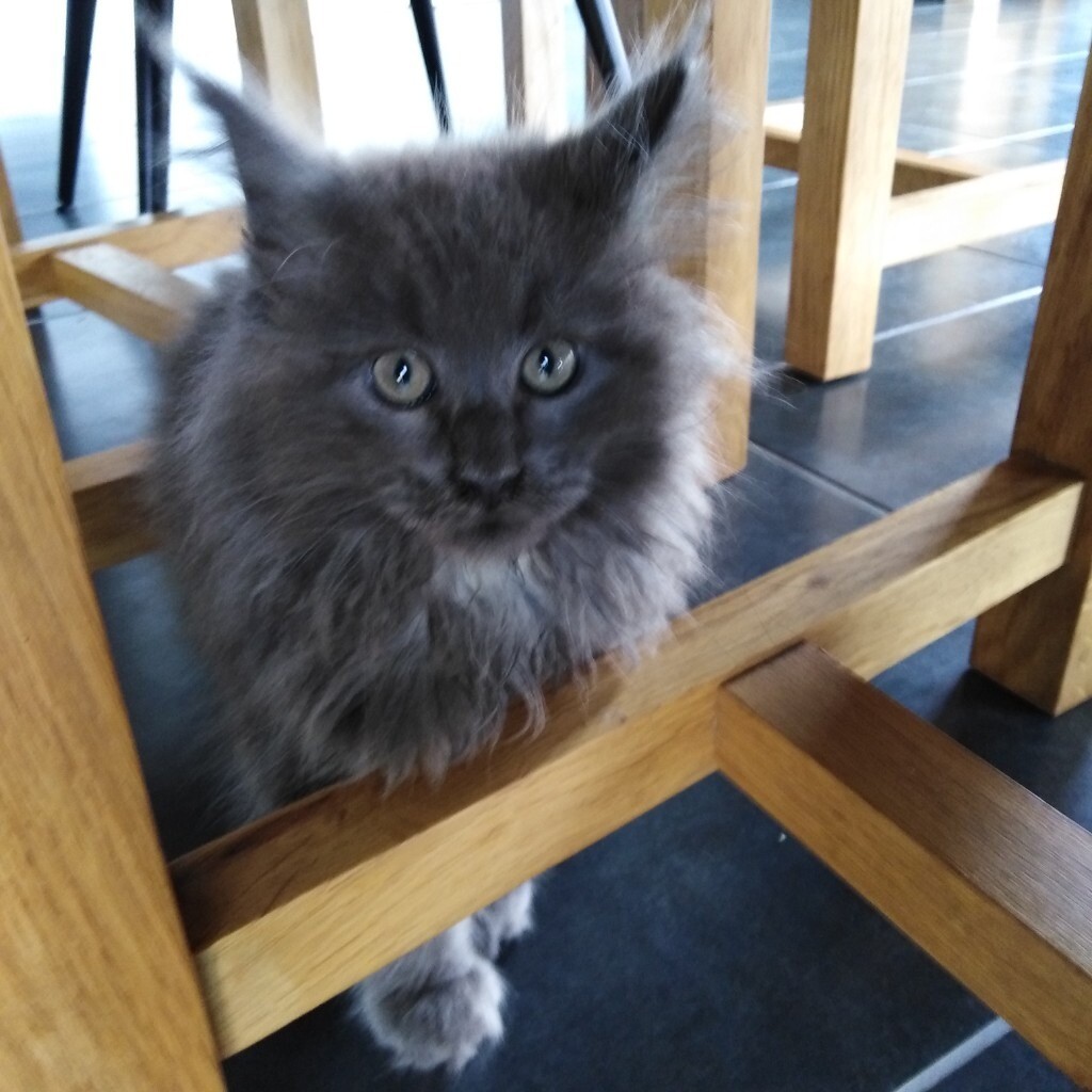 Maine Coon Kittens In Newry County Down Gumtree