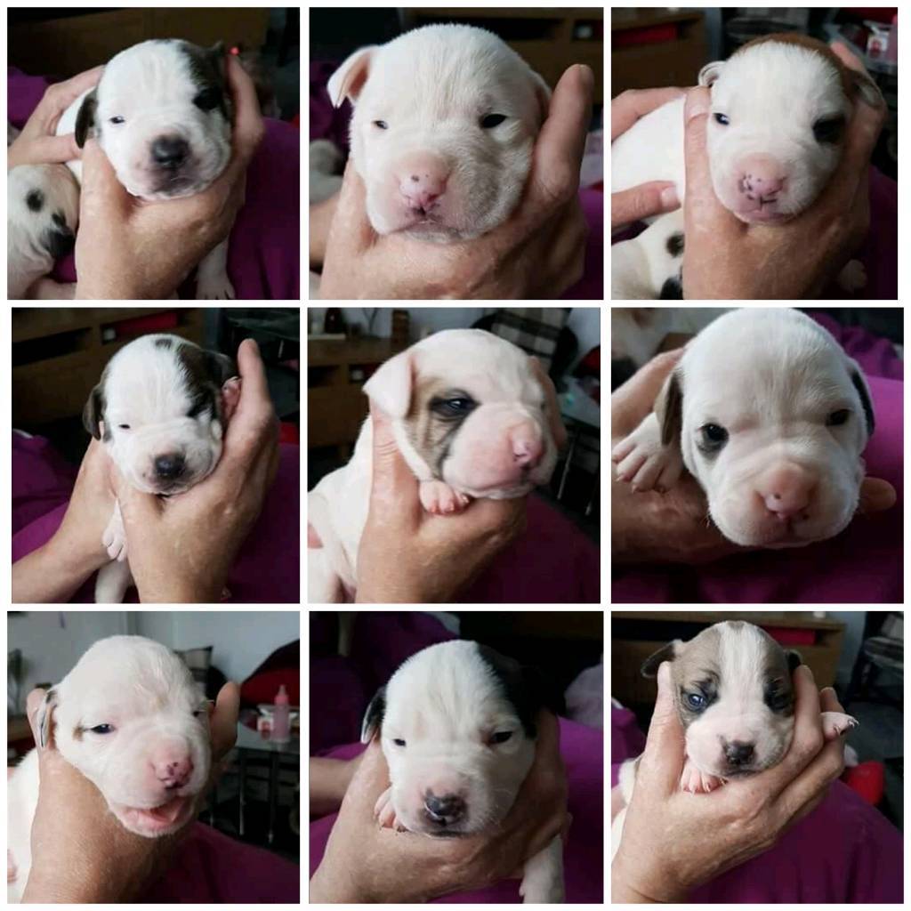 Scott American Bulldog Puppies