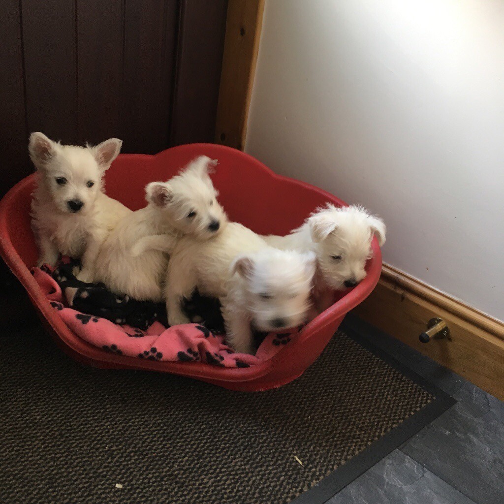 West highland puppies in Mauchline, East Ayrshire Gumtree