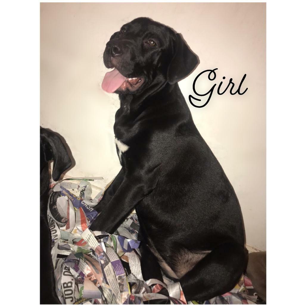 Cane Corso X Pressa Canario Puppies In Epping Essex Gumtree