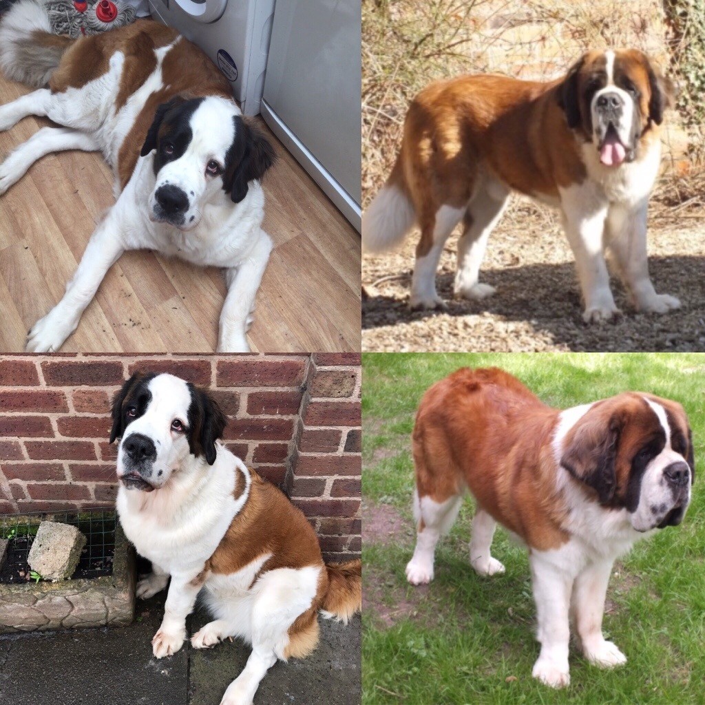 St. Bernard Saint Bernard puppy's beautiful in Kingstanding, West