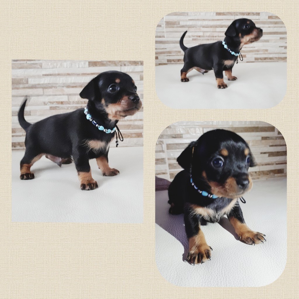 Russian Toy Terrier puppies for sale in Ipswich, Suffolk Gumtree