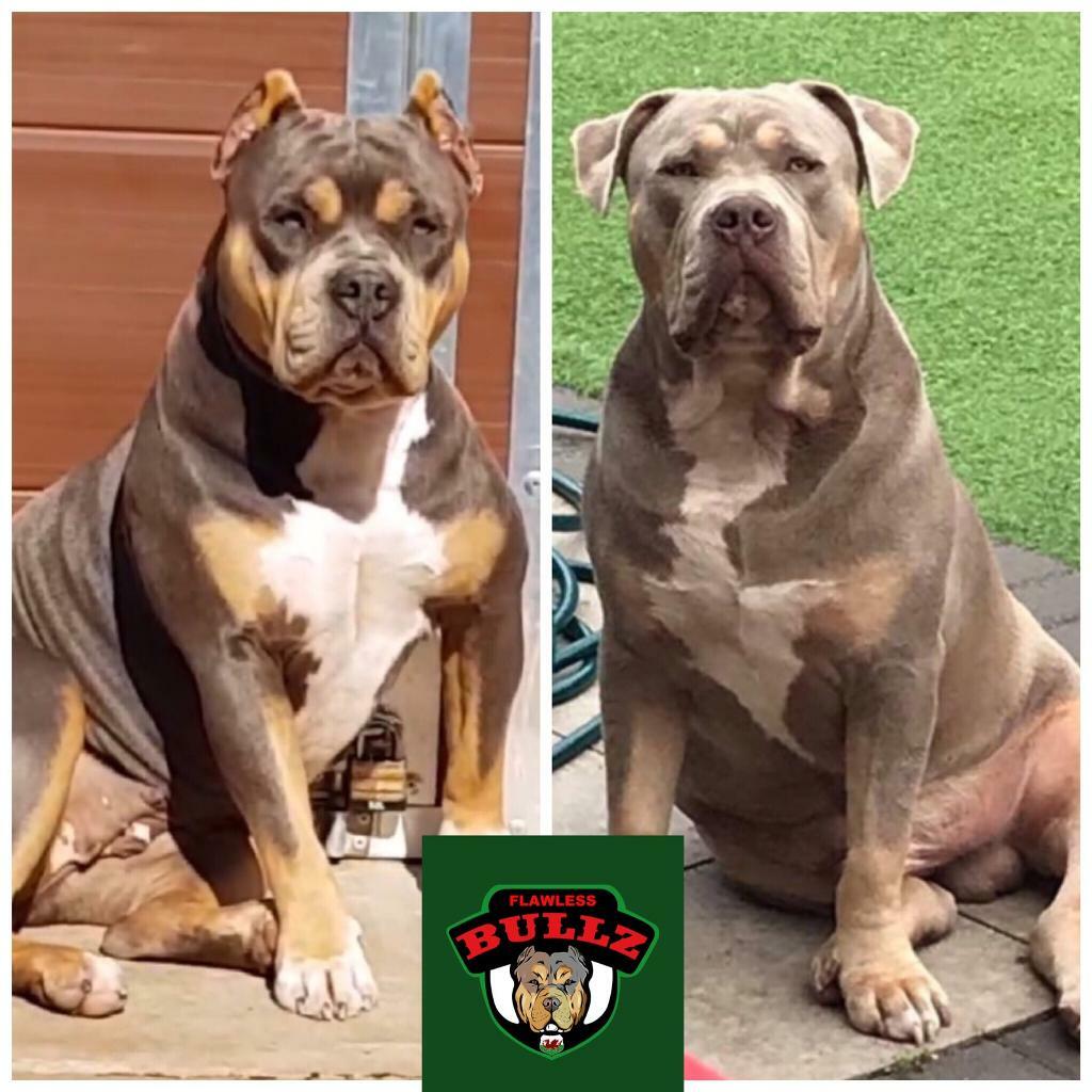 american bully for sale