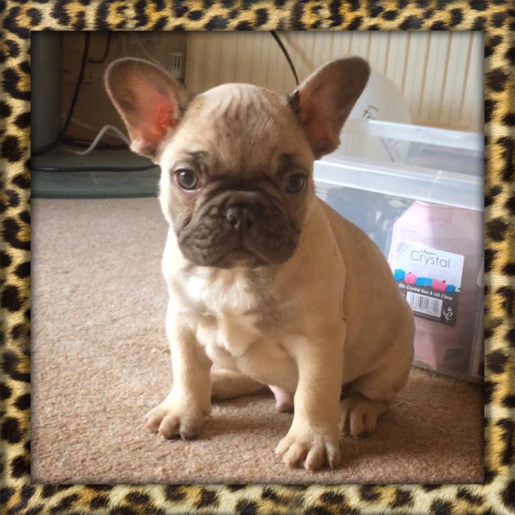 Chocolate sable French bulldog male | in Basildon, Essex | Gumtree