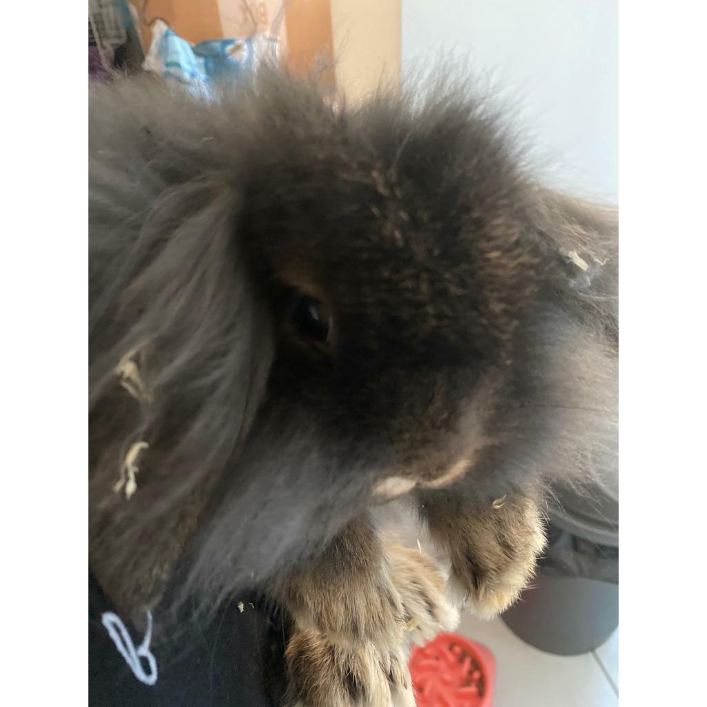 2 Long Haired Baby Rabbits In Mexborough South Yorkshire Gumtree