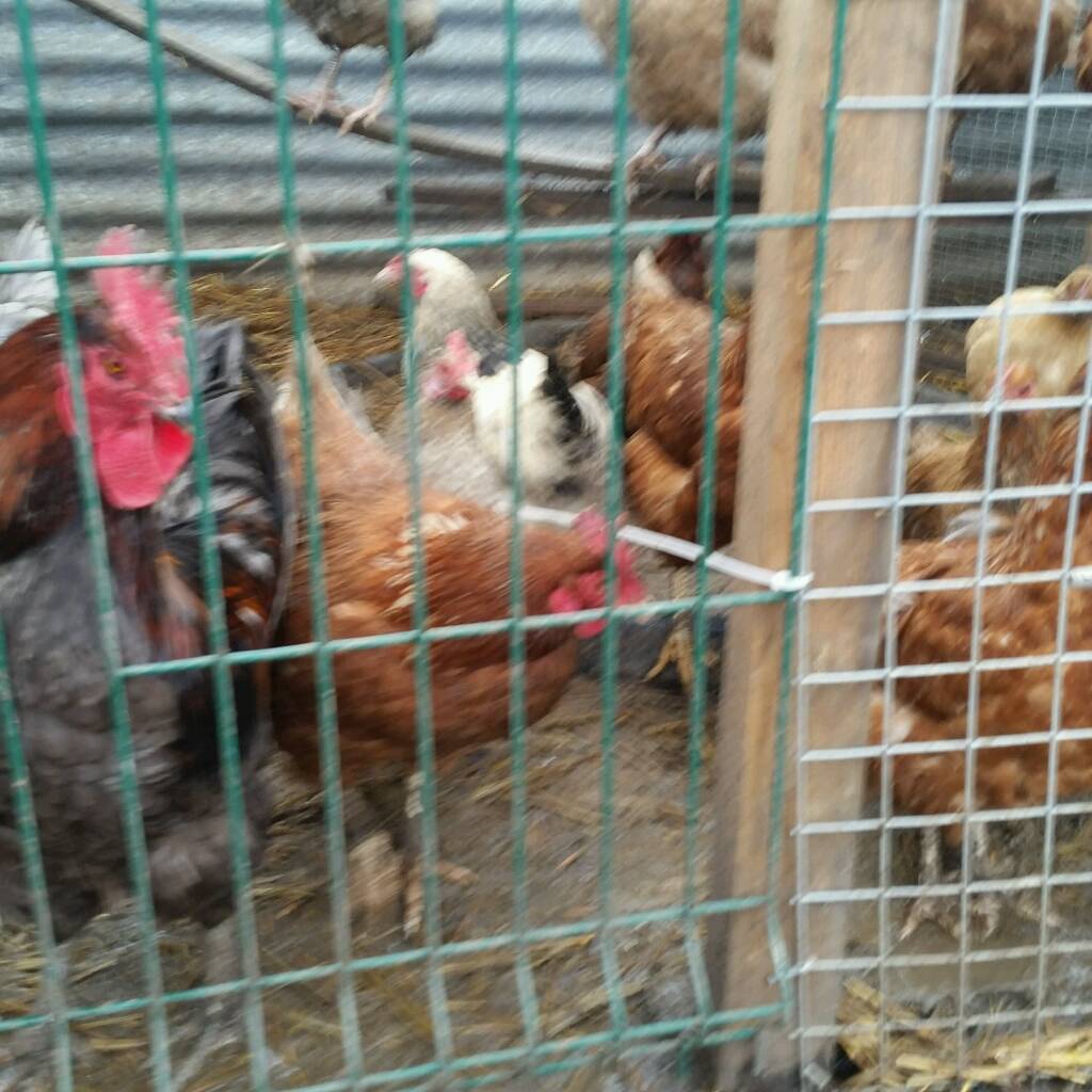 Chickens for sale in Odiham, Hampshire Gumtree