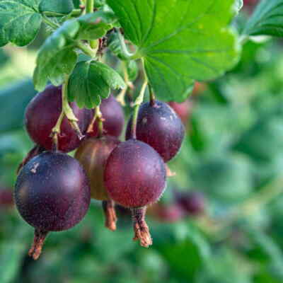 Gooseberry Plants Multiple varieties Available