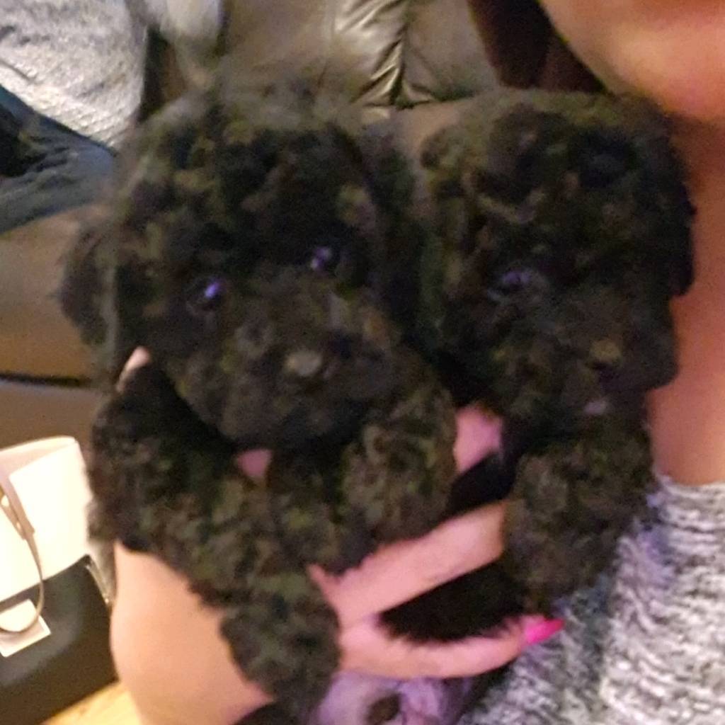 Toy poodle pedigree puppys pra clear in Epsom, Surrey Gumtree