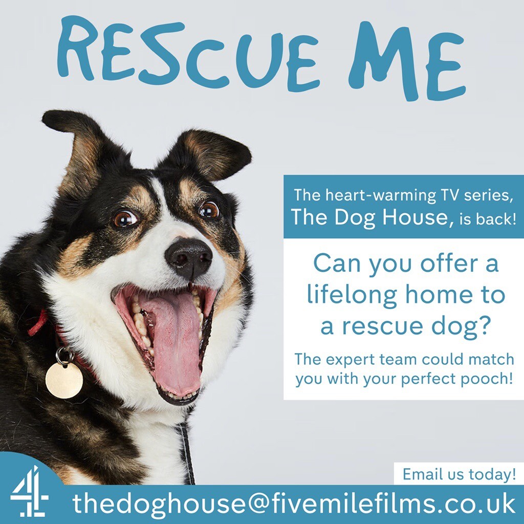 AVAILABLE RESCUE DOGS in Norwich, Norfolk Gumtree