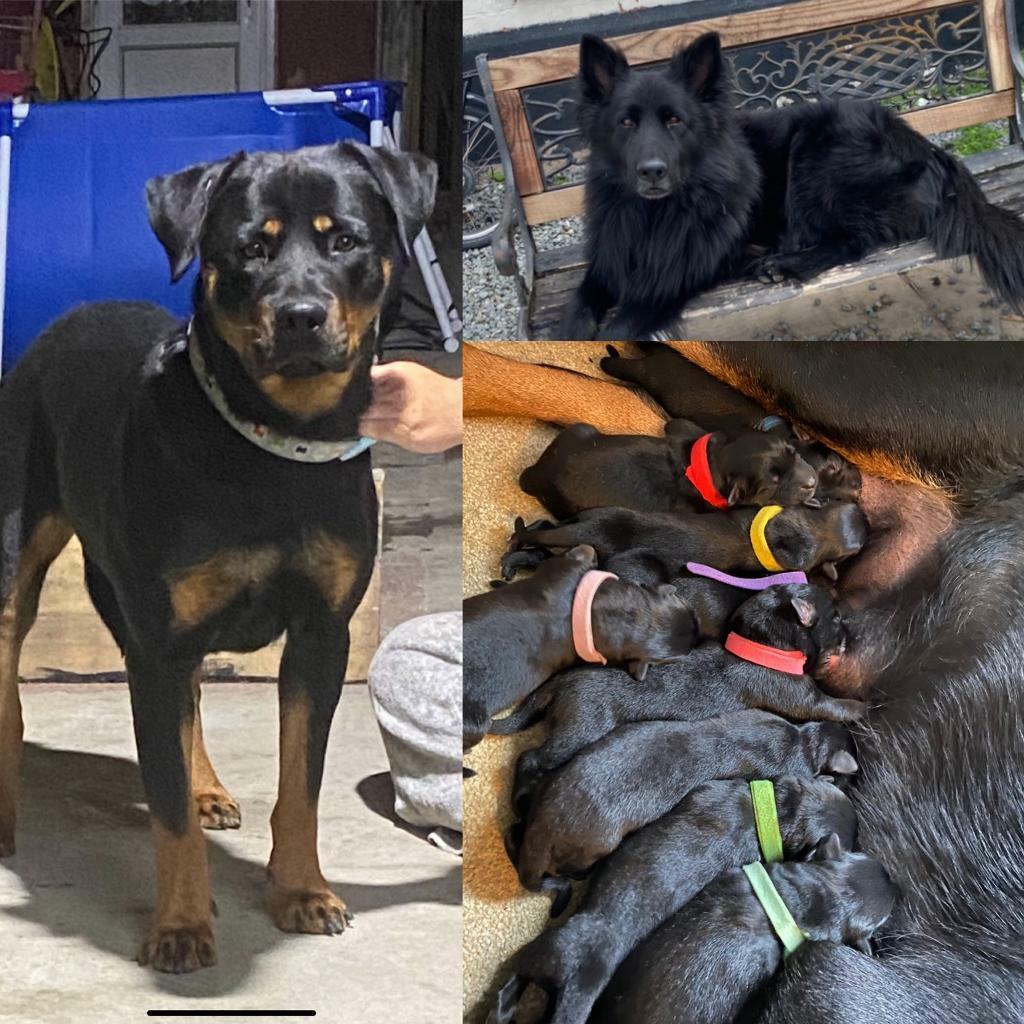 Rottweiler x German shepherd puppies in Tilbury, Essex Gumtree