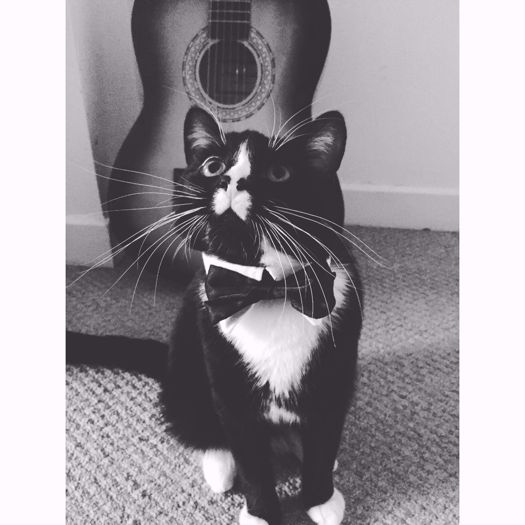 Do 2 Year Old Cats Still Play at Sondra Robinson blog