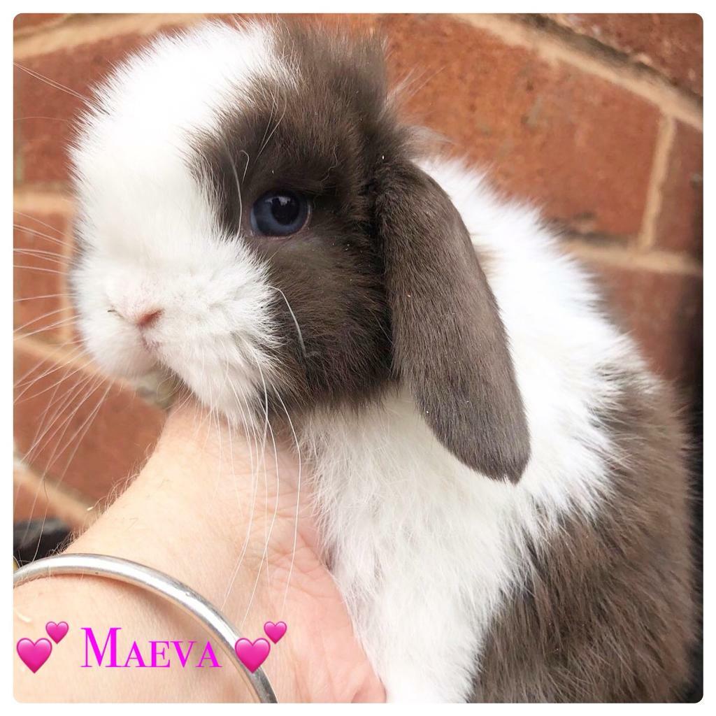 Friendly sweet rabbits needing a new home in Northamptonshire Gumtree