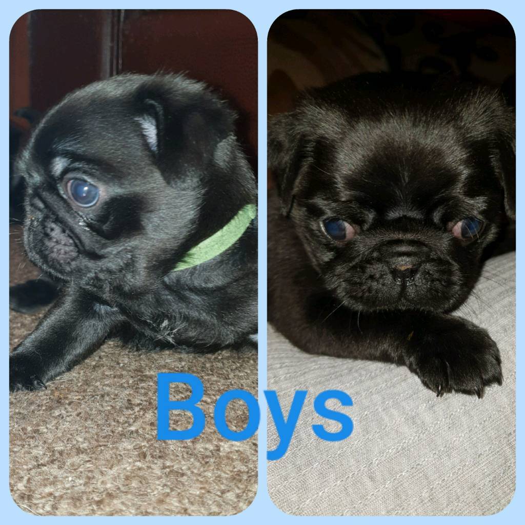 Pug Puppies For Sale ***2 LEFT*** in Bungay, Norfolk Gumtree