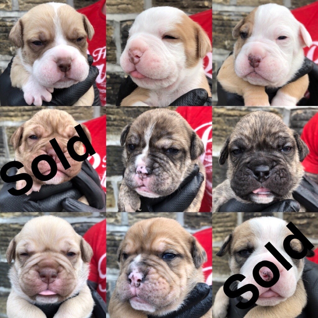 OLD TYME BULLDOGS PUPPIES FOR SALE in Silsden, West Yorkshire Gumtree
