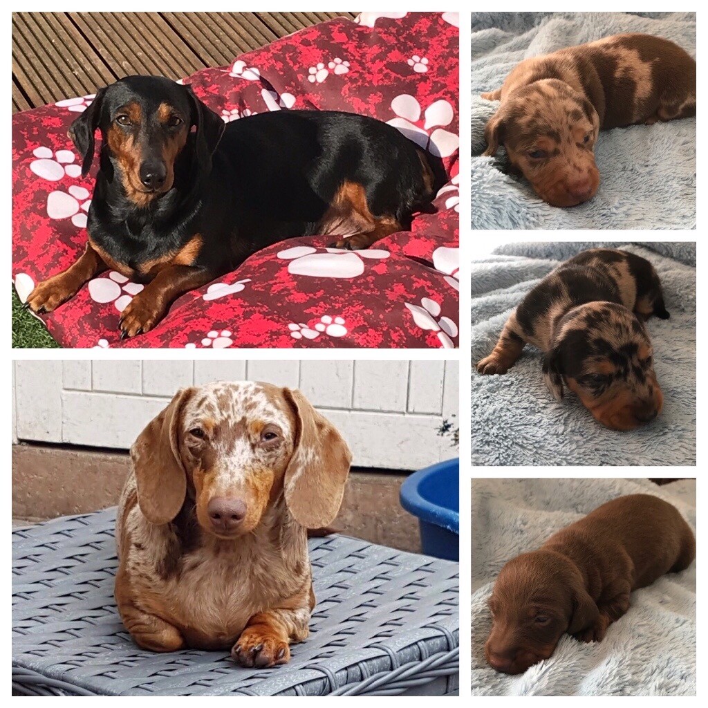 Stunning litter miniature dachshunds in Sutton Coldfield, West