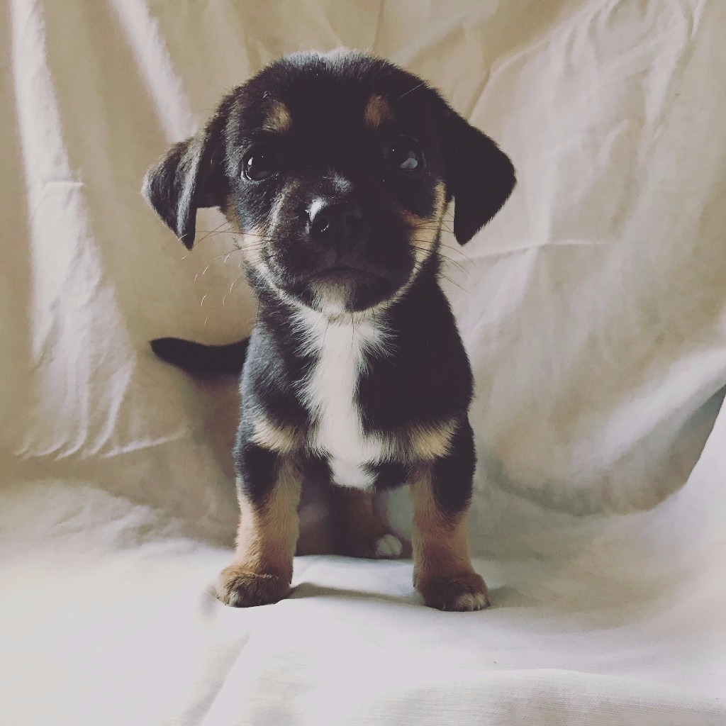 Dachshund x Jack Russell Puppies Available Now in Norwich, Norfolk