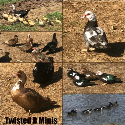 Kindergarten teacher hatched plan to keep ducks in online classroom