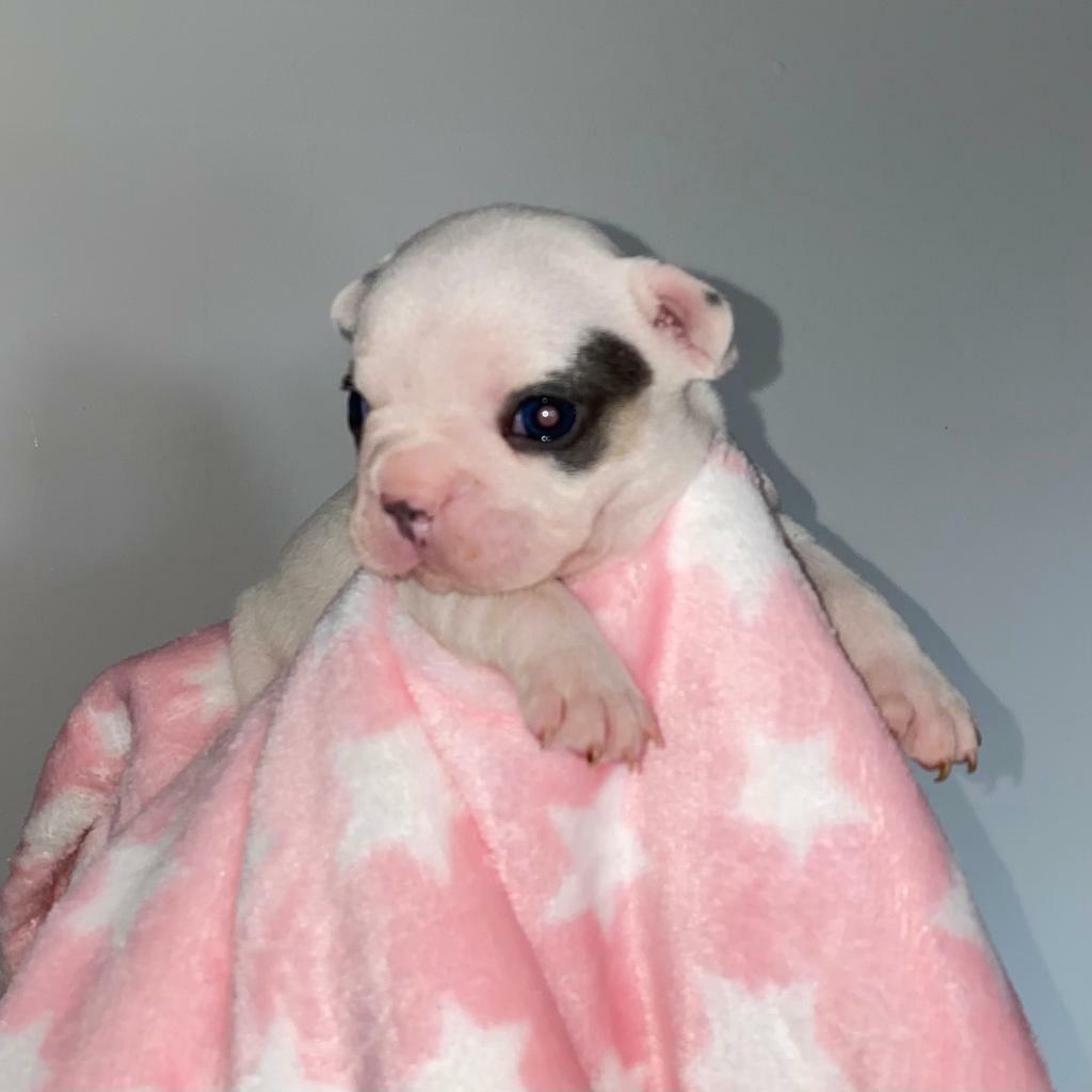 French bulldog puppies | in Cheshunt, Hertfordshire | Gumtree