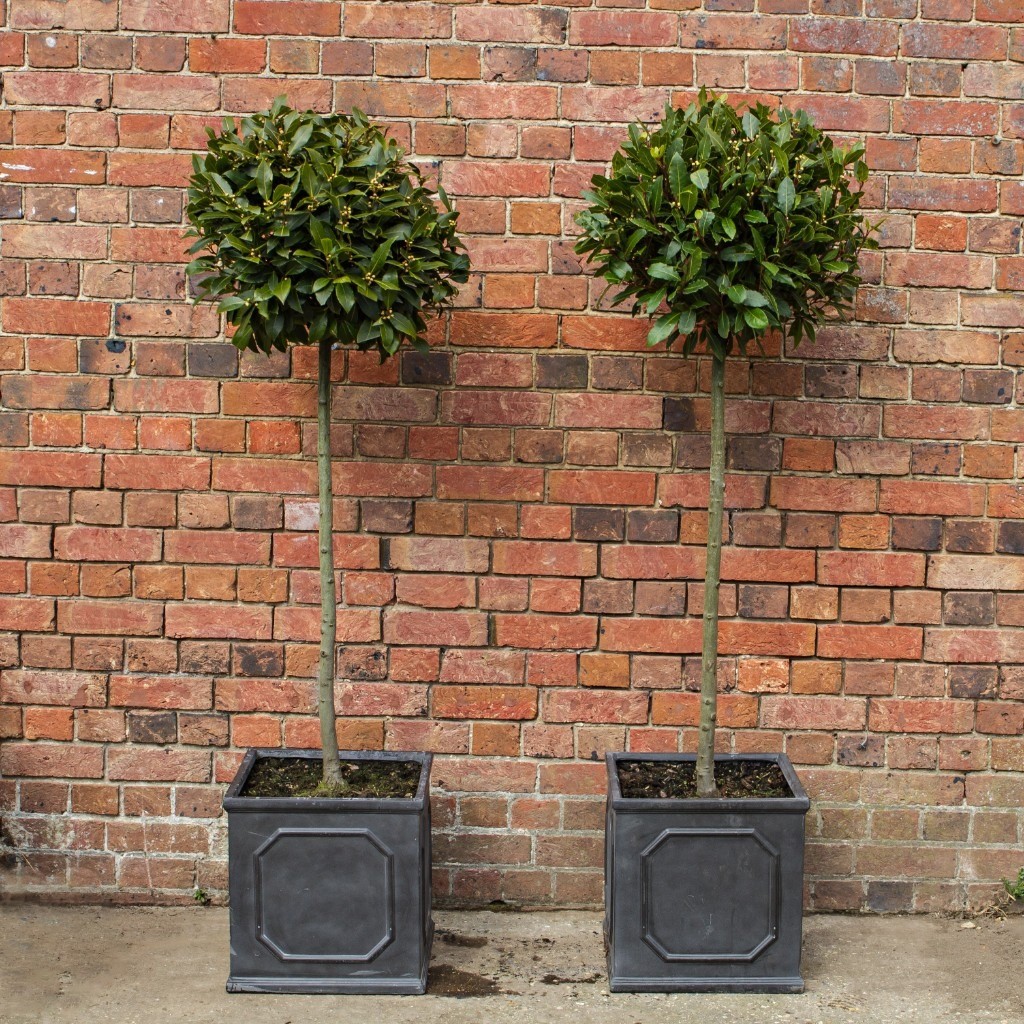 A Range Of Topiary And Trees For Sale Would Make A Statement Front Door Piece Or Addition To Patio In Poole Dorset Gumtree