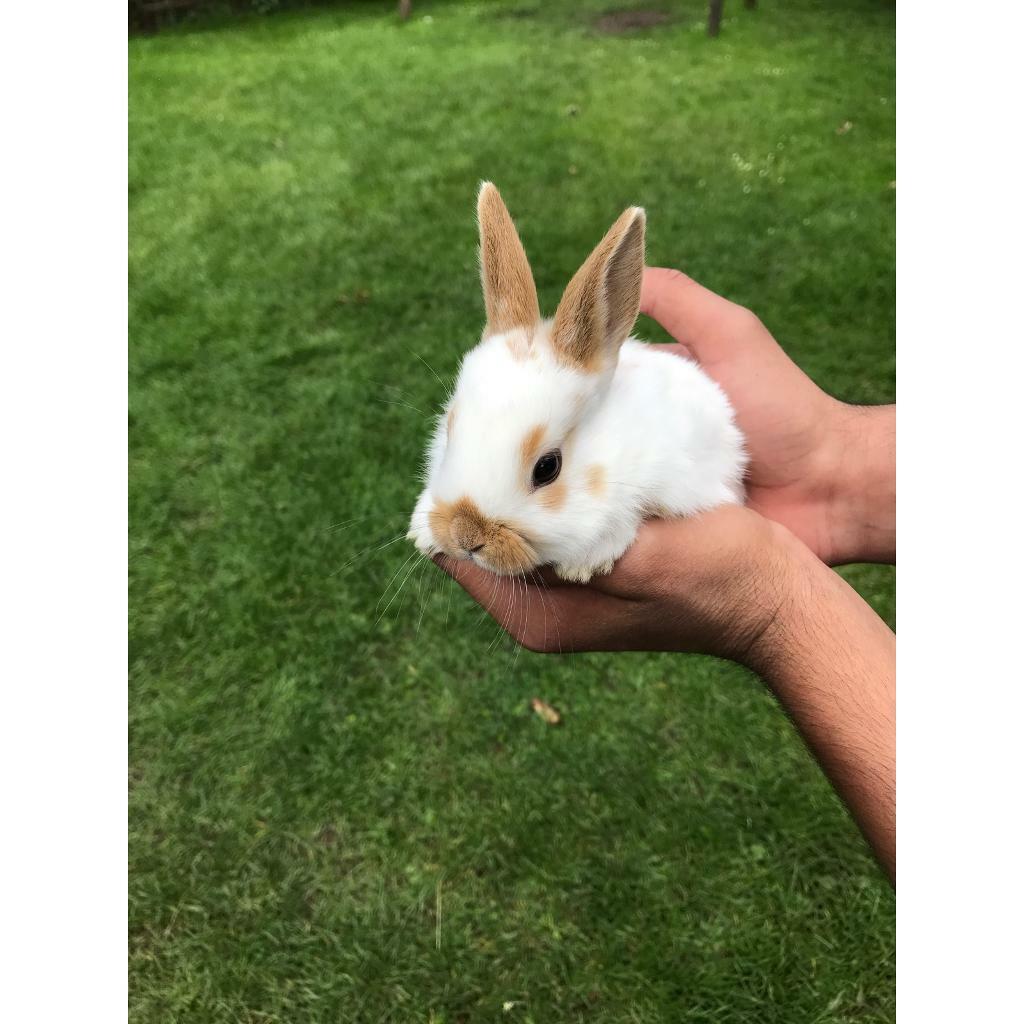 Baby rabbits for sale in West Park, West Yorkshire Gumtree