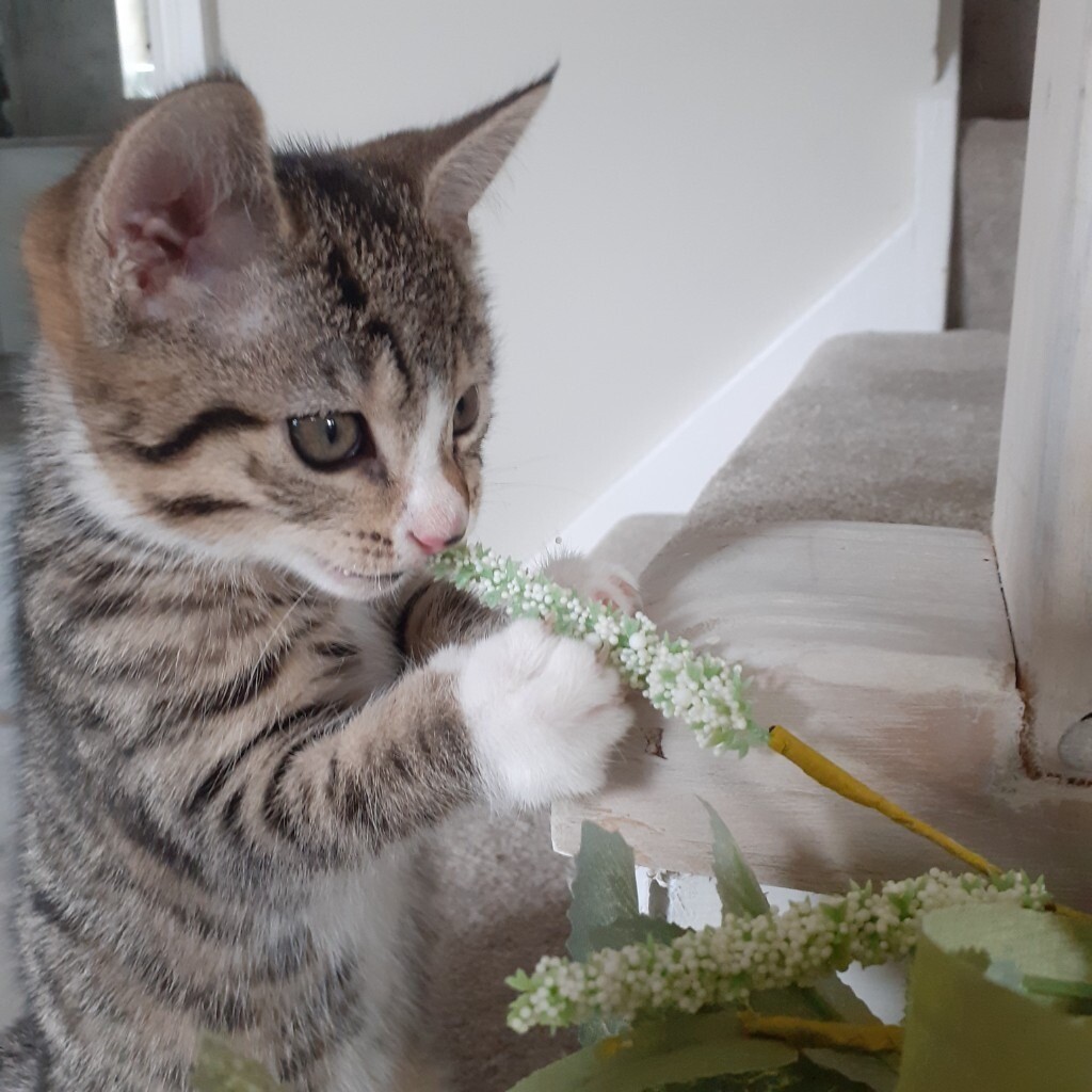Tabby female Kitten in Bournemouth, Dorset Gumtree