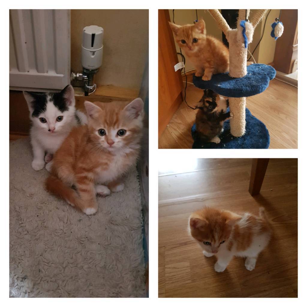 Kittens ready to new home in Norwich, Norfolk Gumtree
