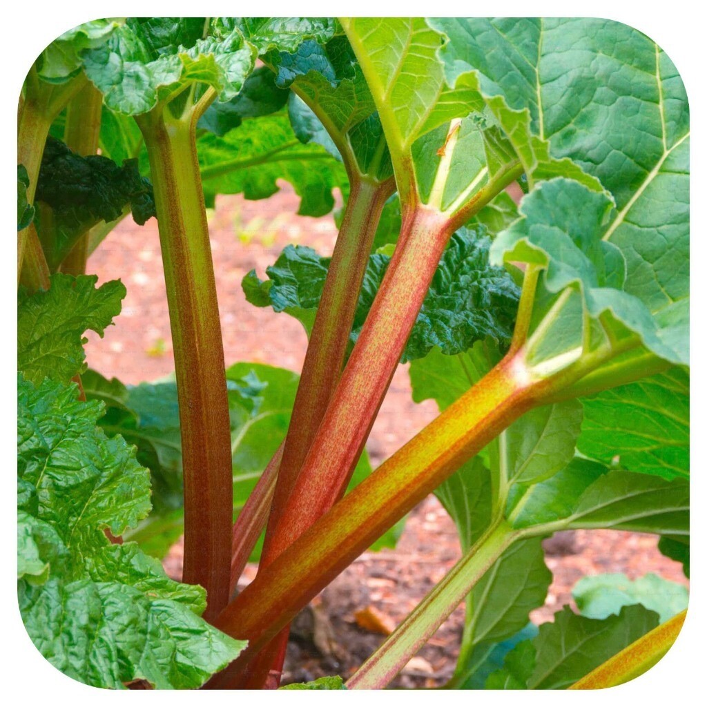Rhubarb Crowns in Cumbernauld, Glasgow Gumtree
