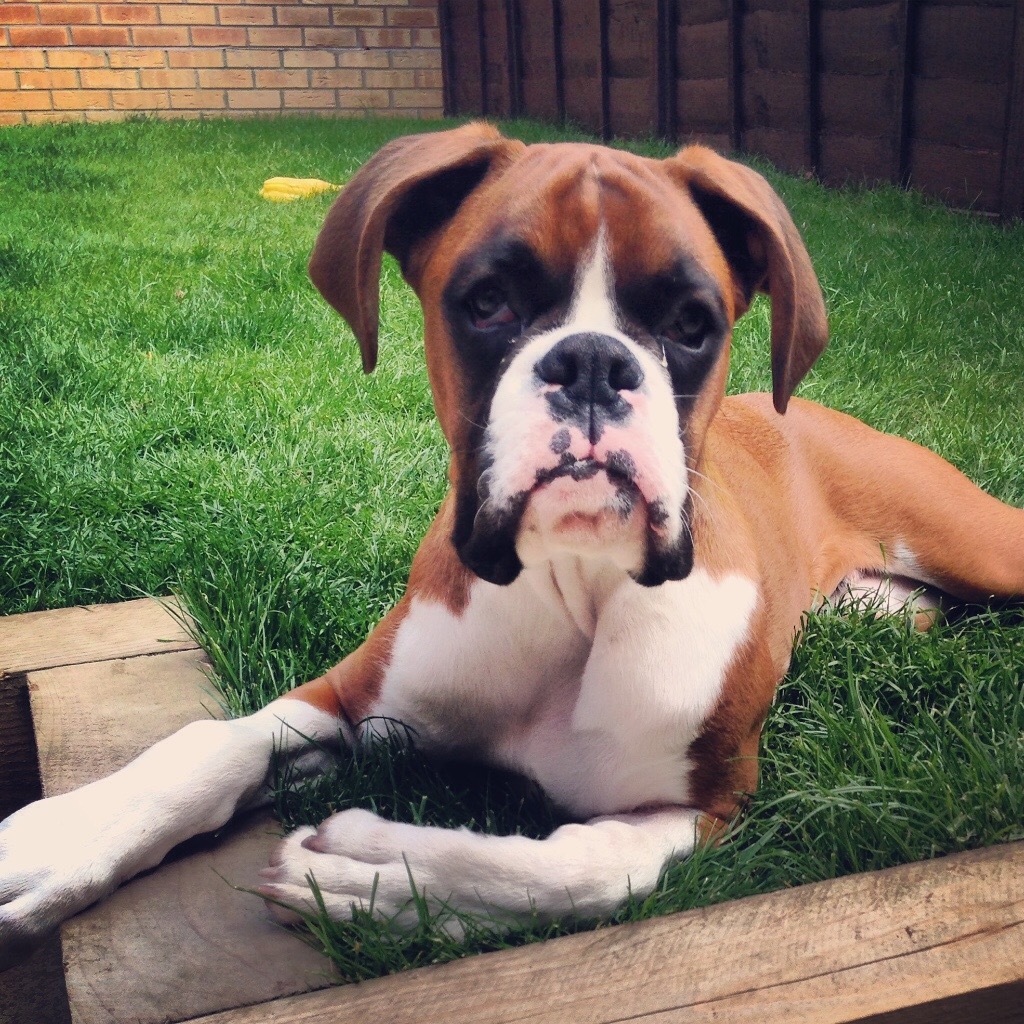 1 year old lively boxer dog looking for a loving home. in