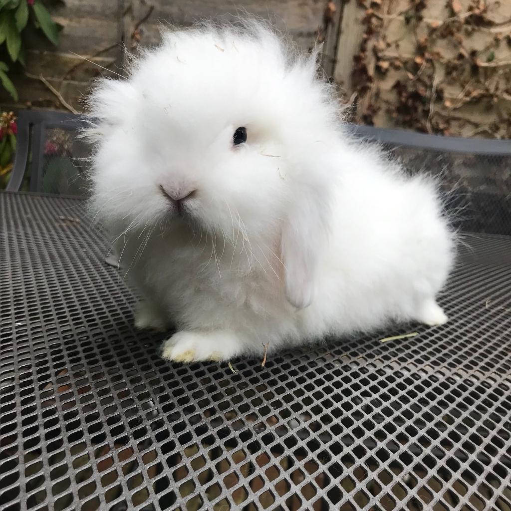 Beautiful mini lion lop rabbits for sale in Plymouth, Devon Gumtree