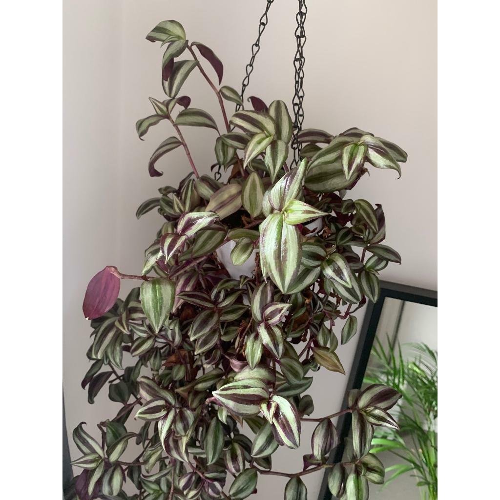 Wandering Jew plant cuttings in Victoria, London Gumtree