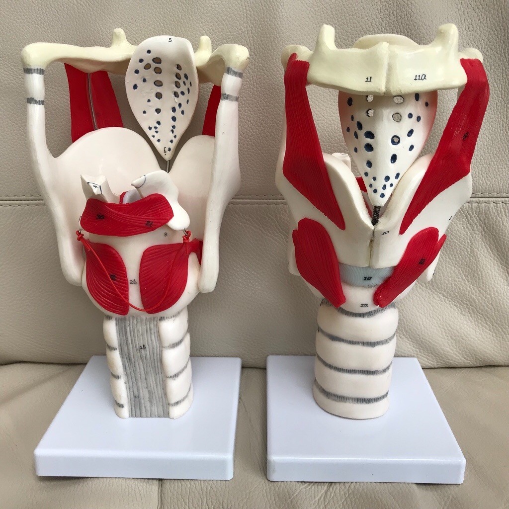 Larynx Paper Model