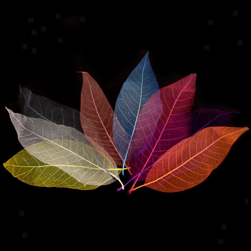 50pcs Skeleton Leaves Embellishments for Card Making Craft