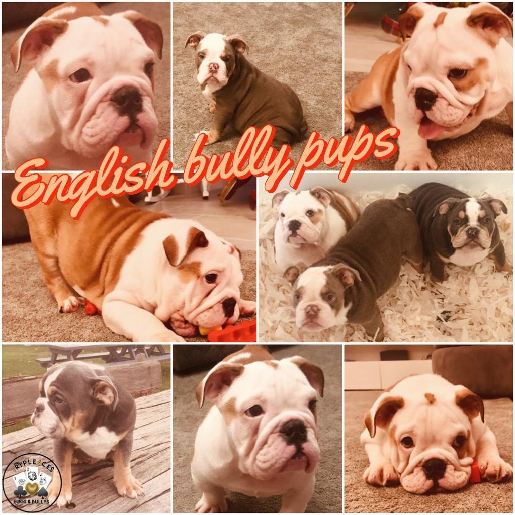 English Bulldog Puppies in Corringham, Essex Gumtree