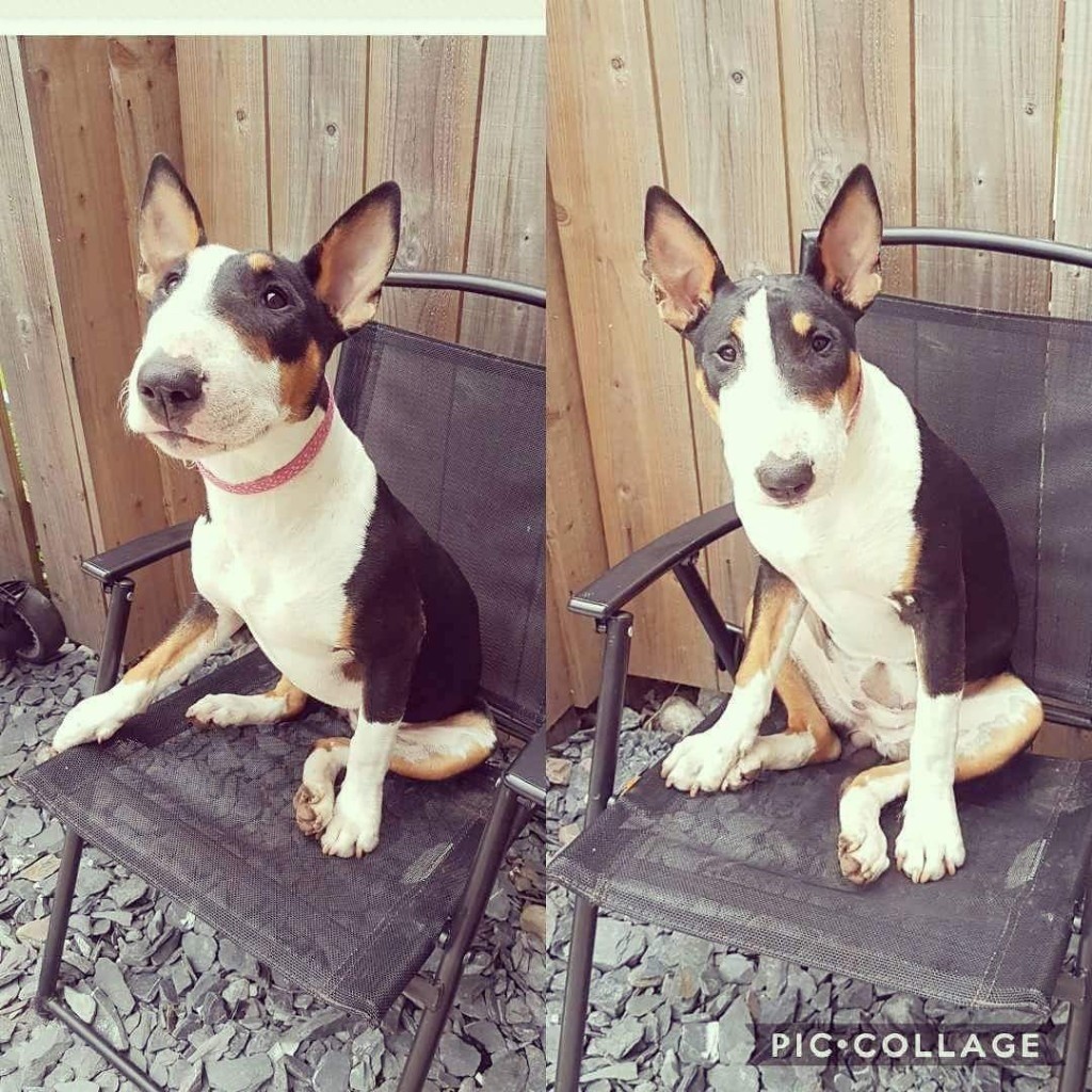 bull terrier gumtree