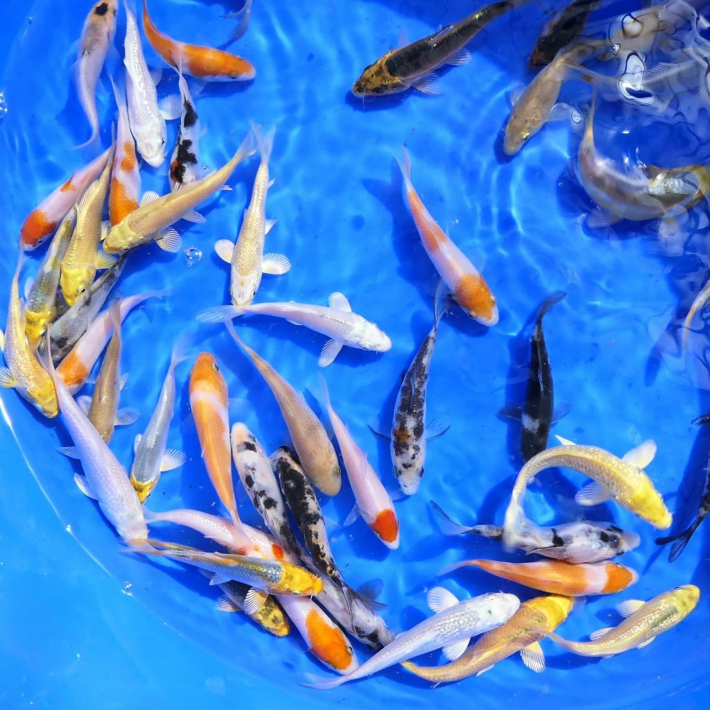 🉐 Koi Carp & Koi Fry ㊙️ in Derriford, Devon Gumtree