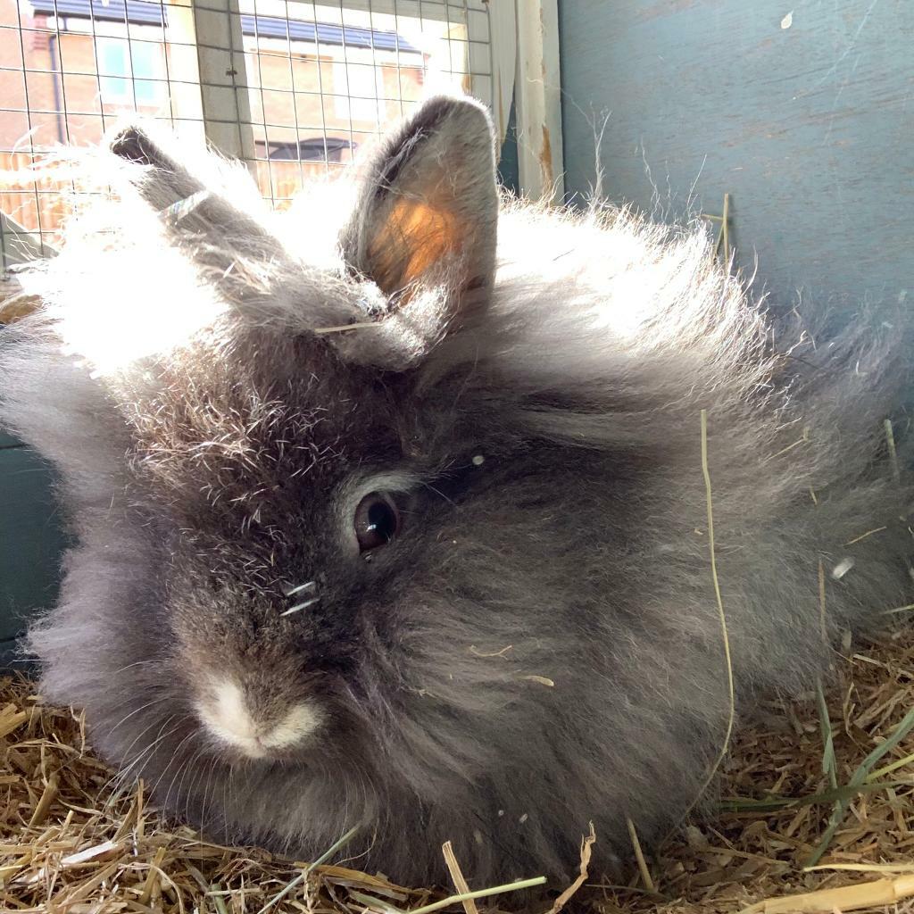 Great Deal 2 Female Lionhead Rabbits 6 Months Old In